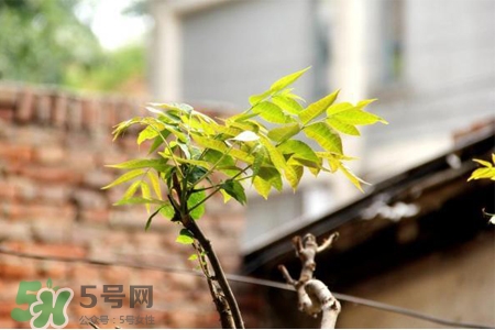 春天怎么预防感冒？春季如何预防流行性感冒？