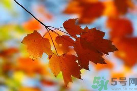 秋季上火怎么办？秋天上火吃什么好？