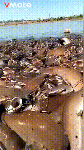 恒河肉是什么动物的肉，到底是什么肉？