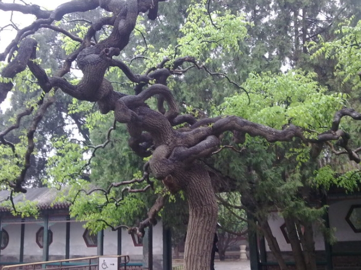 传说植物的灵性有多可怕，超过40年的槐树有灵性真假？