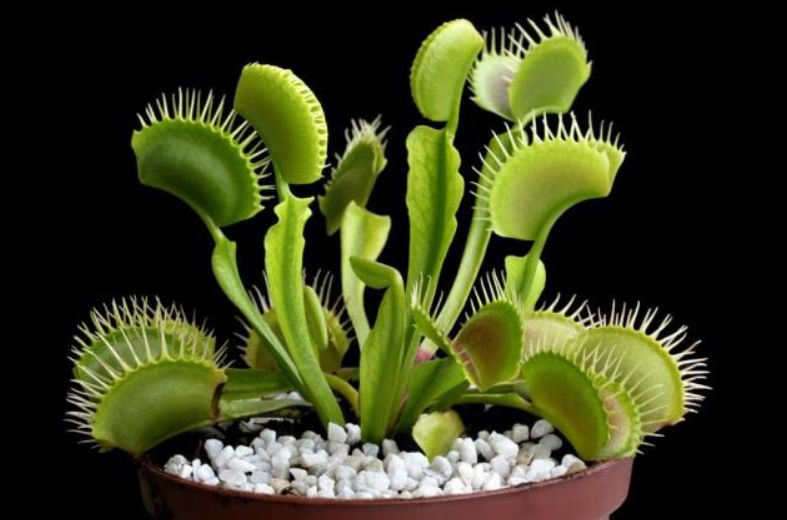 传说植物的灵性有多可怕，超过40年的槐树有灵性真假？