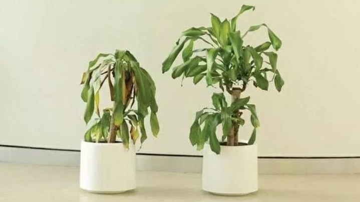 传说植物的灵性有多可怕，超过40年的槐树有灵性真假？