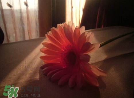 塑料花友谊是什么意思？塑料花友谊怎么来的