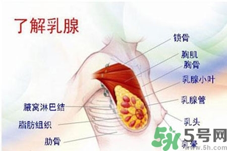 乳房上有硬块怎么办？乳房有硬块的病因是什么？