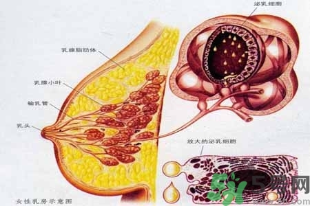 乳房上有硬块怎么办？乳房有硬块的病因是什么？