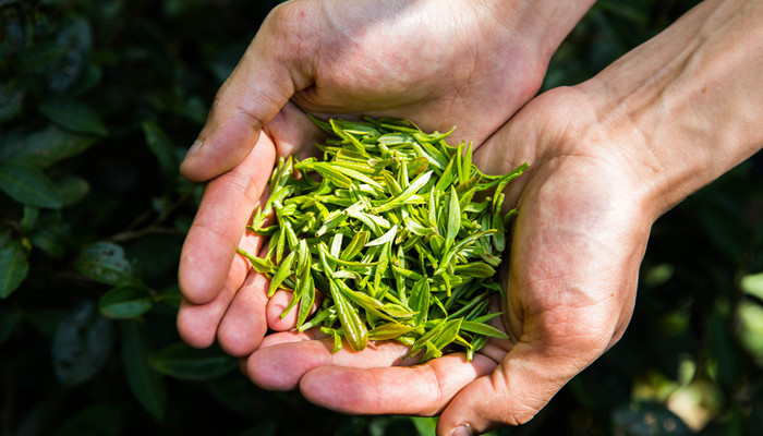 绿茶有哪些品种 绿茶的起源 