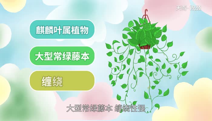 绿萝的作用 绿萝有什么作用 