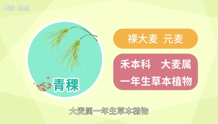 青稞是什么 青稞是燕麦吗 