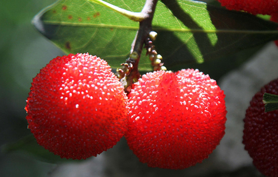 昆明有哪些特色水果 昆明特产 