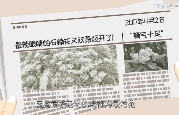石楠花为什么叫最污花 