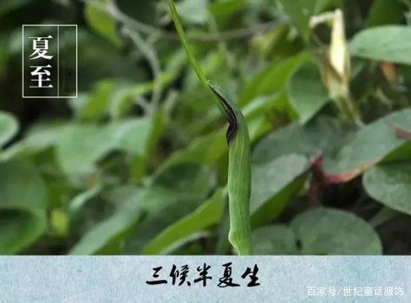 夏至已至，这些生活习俗你知多少？