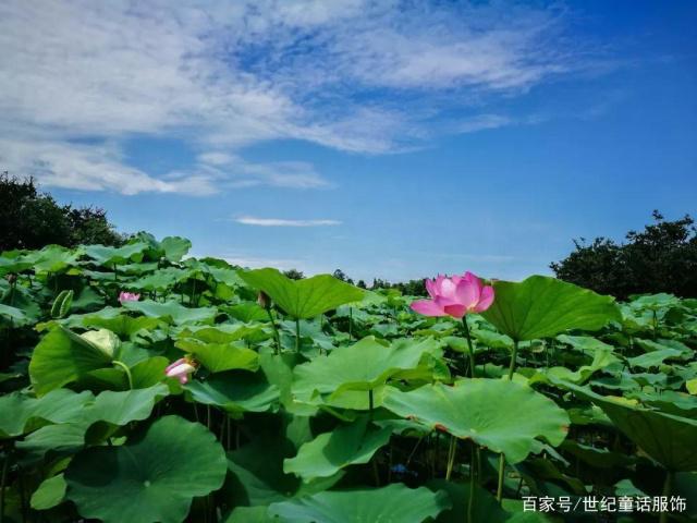 夏至已至，这些生活习俗你知多少？