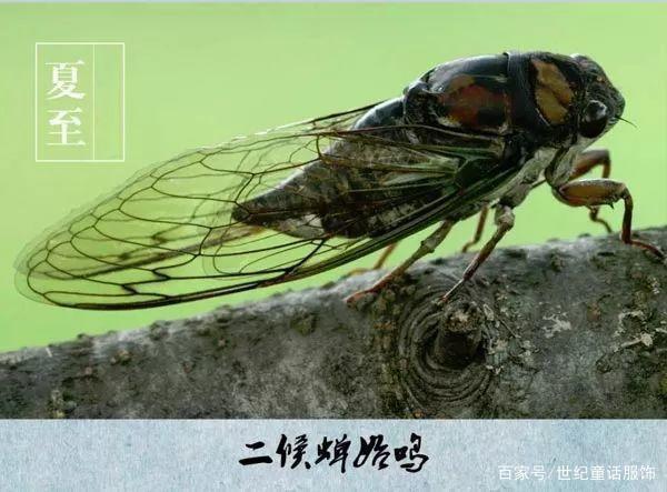 夏至已至，这些生活习俗你知多少？
