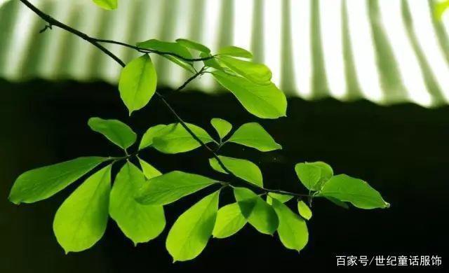 夏至已至，这些生活习俗你知多少？