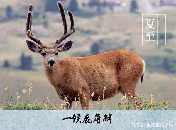 夏至已至，这些生活习俗你知多少？