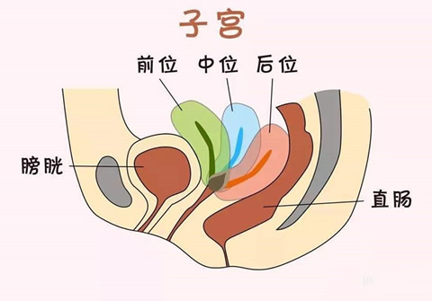 
	女性子宫后壁怀男孩子的概率高吗？
