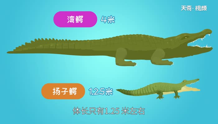 鳄鱼是哺乳动物吗 鳄鱼属于哺乳动物吗 