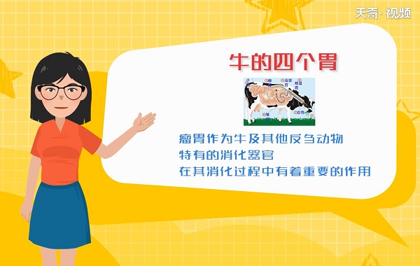 牛有几个胃 牛一共有几个胃 