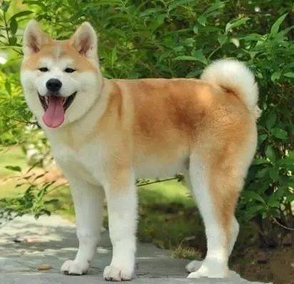 秋田犬介绍