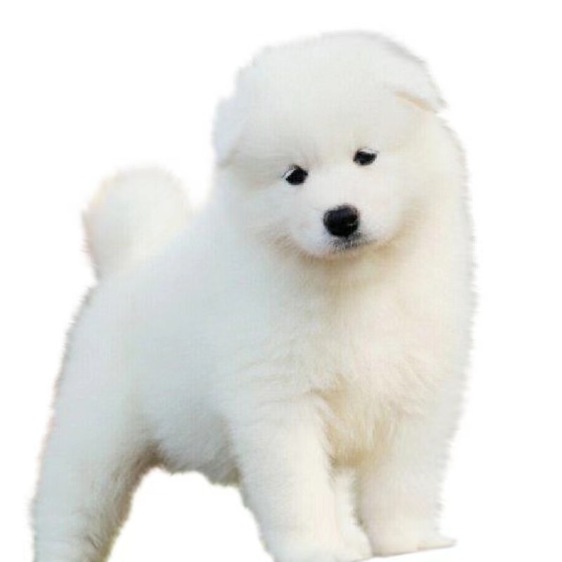 三大热门宠物犬，你了解多少?