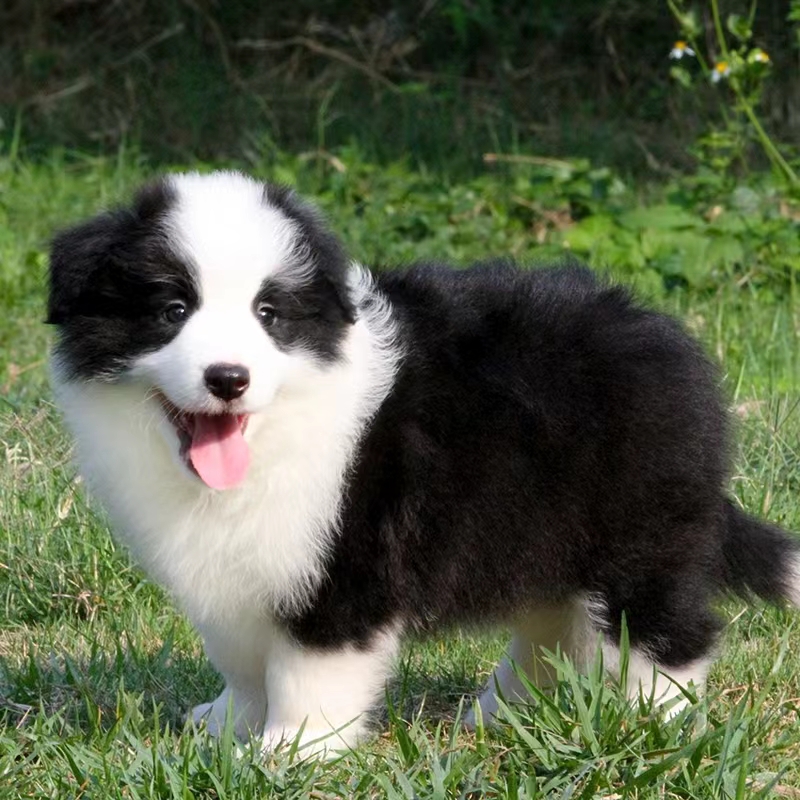 三大热门宠物犬，你了解多少?