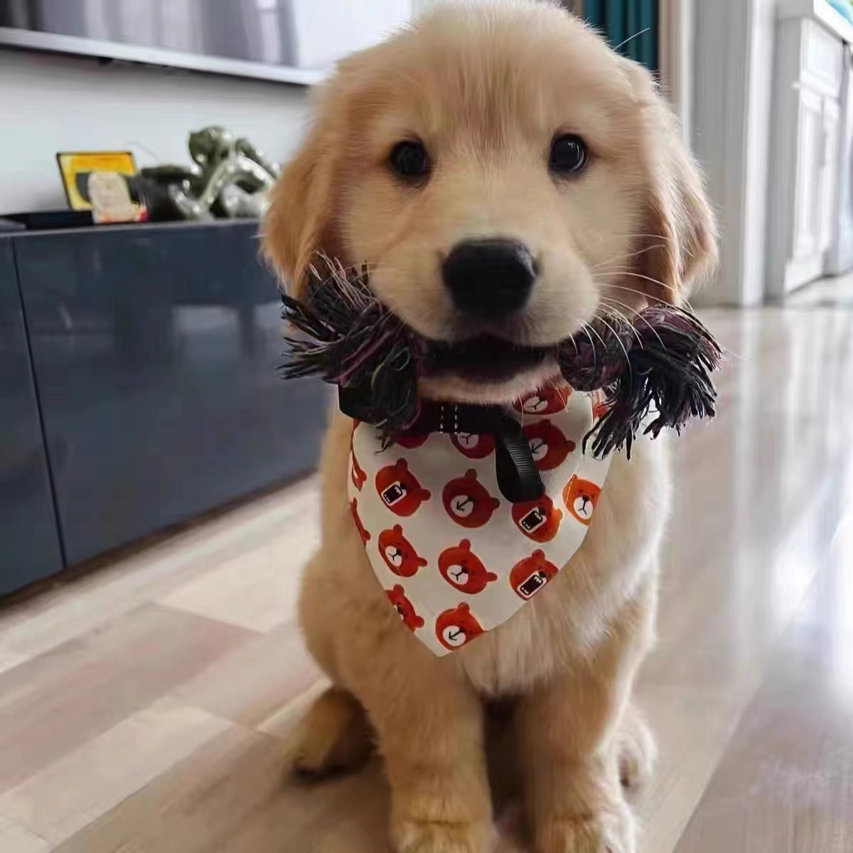 三大热门宠物犬，你了解多少?