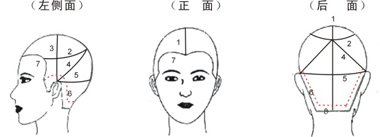 美发标准的头部15个点 头的15个点叫什么名字