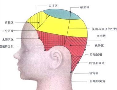 美发标准的头部15个点 头的15个点叫什么名字