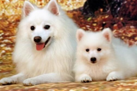 银狐犬的优点和缺点，这四个优点高颜值的银狐狗优雅迷人