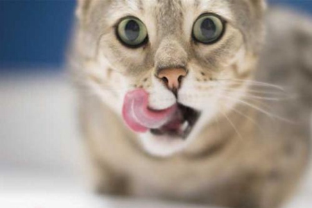 猫吃鱼会卡刺吗？猫咪吃鱼也会卡刺严重及时就医
