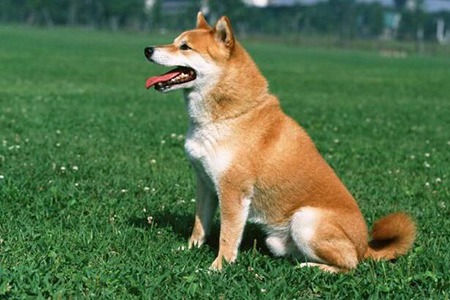 中华田园犬好养吗？这六个中华田园犬的优点不易生病