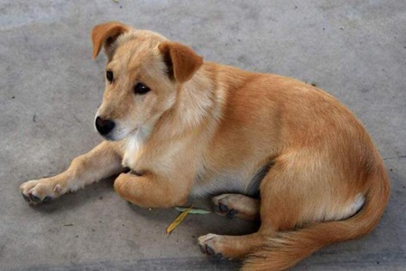中华田园犬好养吗？这六个中华田园犬的优点不易生病