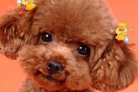 泰迪犬怎么养？这五个饲养方法让你不迷茫