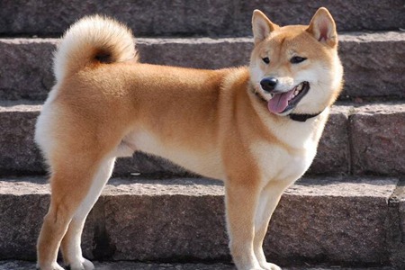 中华田园犬好养吗？这六个中华田园犬的优点不易生病