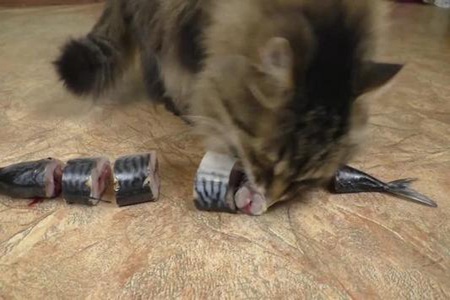 猫吃鱼会卡刺吗？猫咪吃鱼也会卡刺严重及时就医