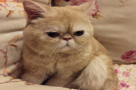 加菲猫好不好养呢？这五个铲屎官想养好加菲猫注意事项