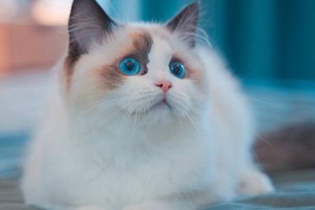 饲养布偶猫注意哪些事项？这五个新手铲屎官饲养布偶猫方法