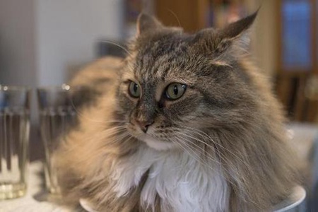 缅因猫为什么不能养?这三个缺点养缅因猫铲屎官穷困潦倒 缅因猫为什么不能养?这三个缺点养缅因猫铲屎官穷困潦倒