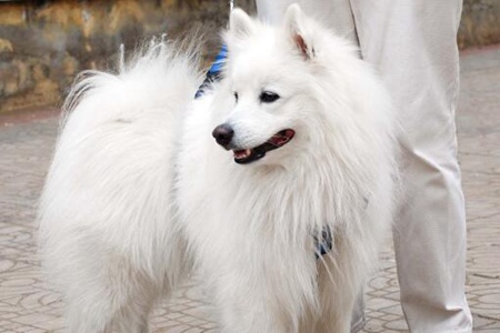 银狐犬的优点和缺点，这四个优点高颜值的银狐狗优雅迷人