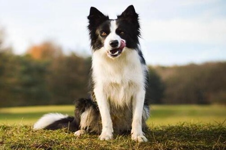 边境牧羊犬怎么喂养？这五个饲养边牧注意问题