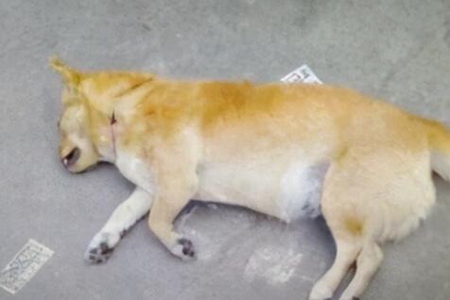 狗的寿命一般多长？狗狗的喂养方法和注意事项