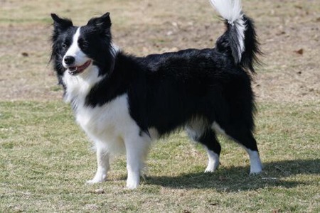 边境牧羊犬怎么喂养？这五个饲养边牧注意问题