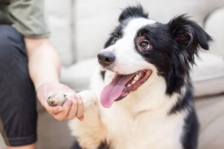 边境牧羊犬怎么喂养？这五个饲养边牧注意问题