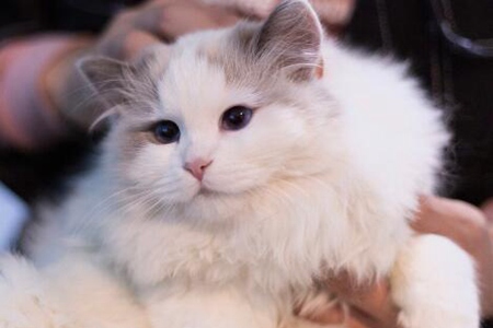 饲养布偶猫注意哪些事项？这五个新手铲屎官饲养布偶猫方法