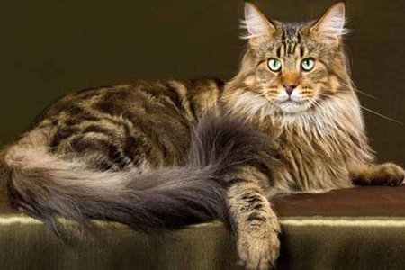 缅因猫为什么不能养?这三个缺点养缅因猫铲屎官穷困潦倒 缅因猫为什么不能养?这三个缺点养缅因猫铲屎官穷困潦倒