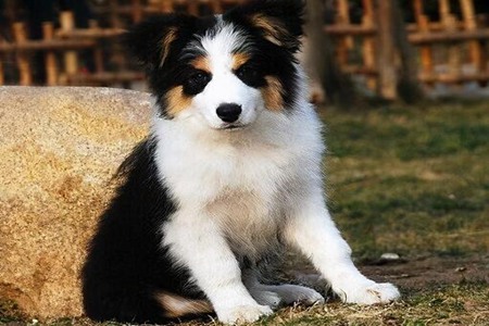 边境牧羊犬怎么喂养？这五个饲养边牧注意问题