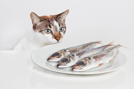 猫吃鱼会卡刺吗？猫咪吃鱼也会卡刺严重及时就医