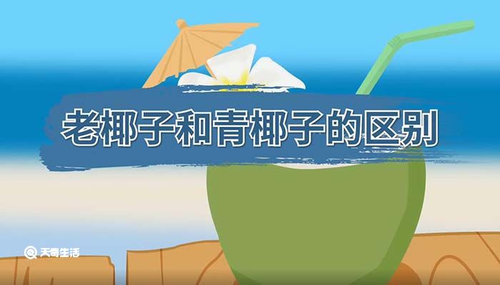 老椰子和青椰子的区别 老椰子和青椰子有哪些区别 