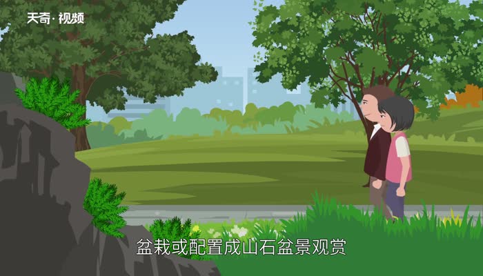卷柏是什么植物  卷柏知识大全 