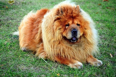 松狮犬的习性 一种爱整洁的狗狗